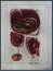 Sam Francis - Fine Art Print
