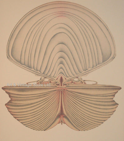 Alain De Foil - Vintage Lithograph